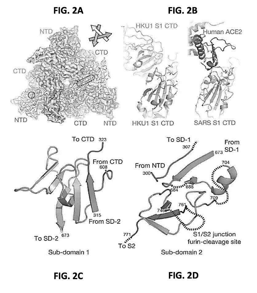 Prefusion coronavirus spike proteins and their use