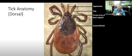 Dr. Leydet showing parts of a tick