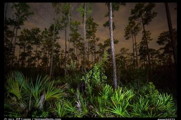 The Everglades at night